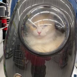 Meet your Posher, Yan